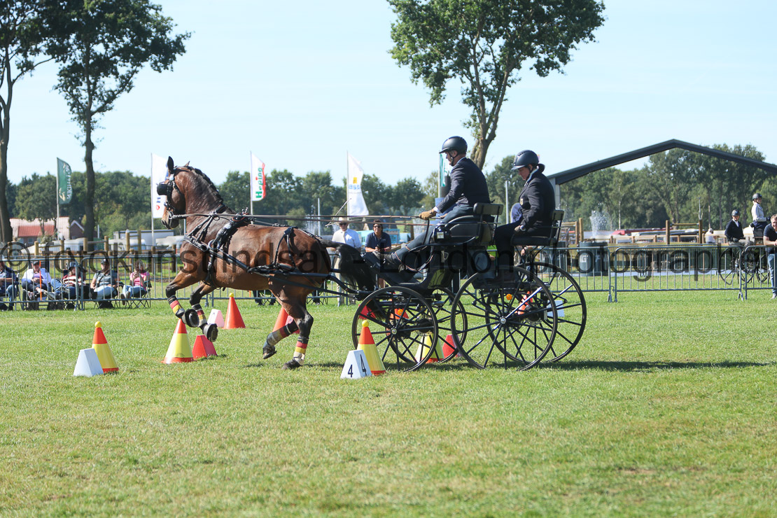  WM 1sp Horses